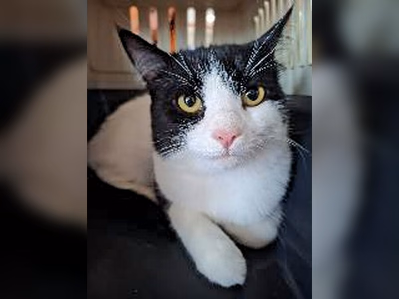 Mixed-breed cat, shelter no. …4261