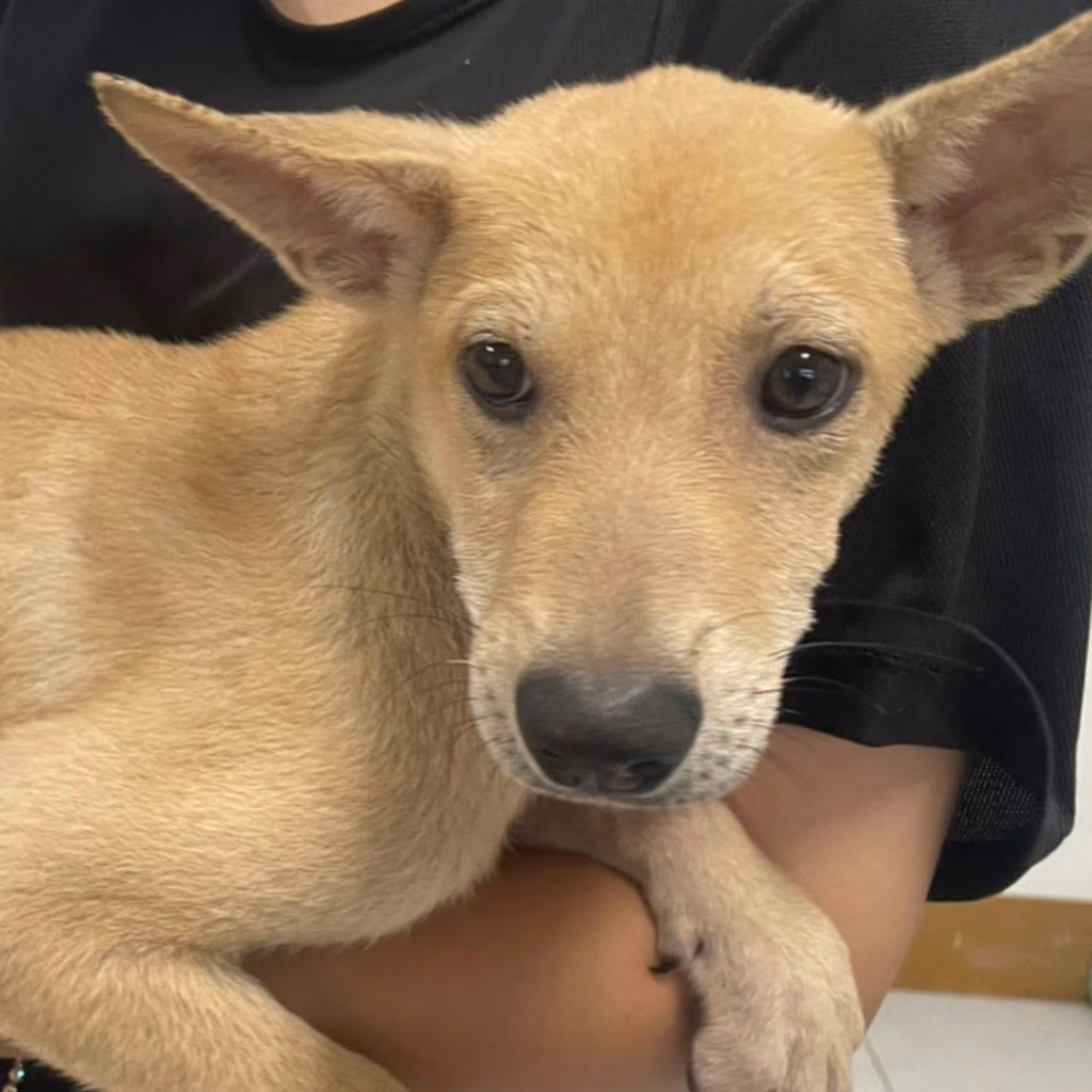 Tan adult male mixed-breed dog, Large, shelter no. …8017