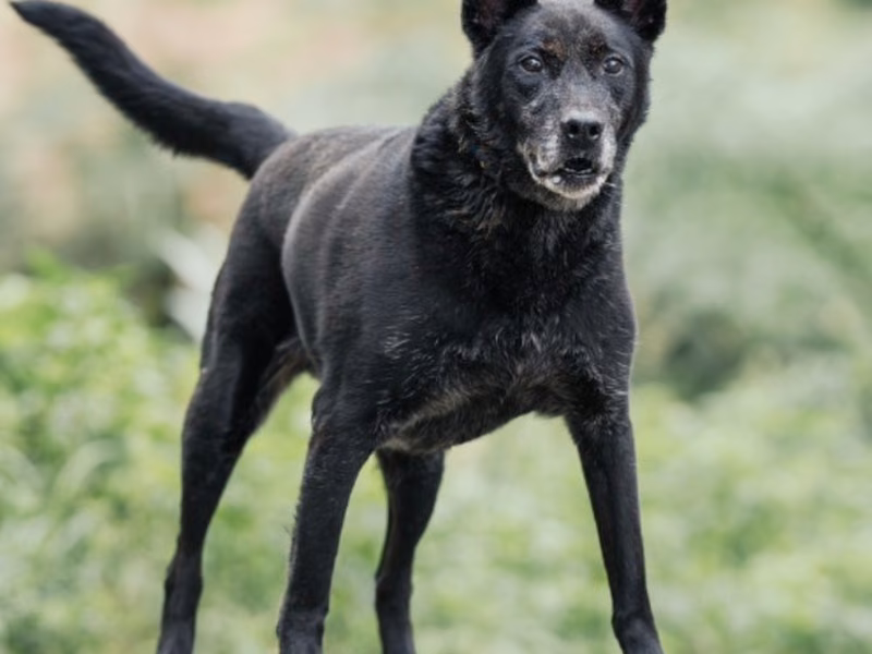 Black adult male mixed-breed dog, Large, shelter no. …6003
