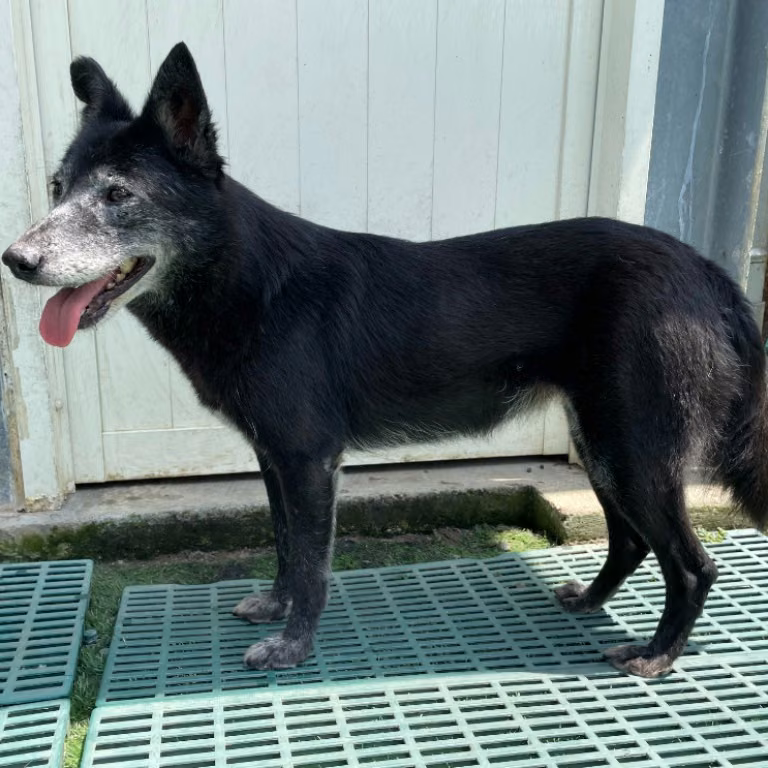 Black adult female mixed-breed dog, Medium, shelter no. …3014
