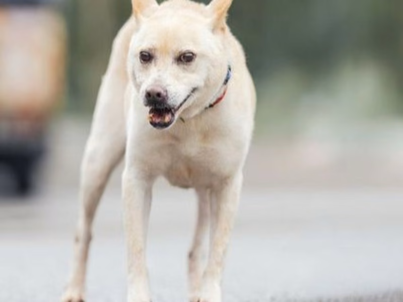 Tan adult female mixed-breed dog, Medium, shelter no. …8001
