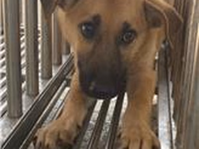 Tan adult male mixed-breed dog, Medium, shelter no. …1017