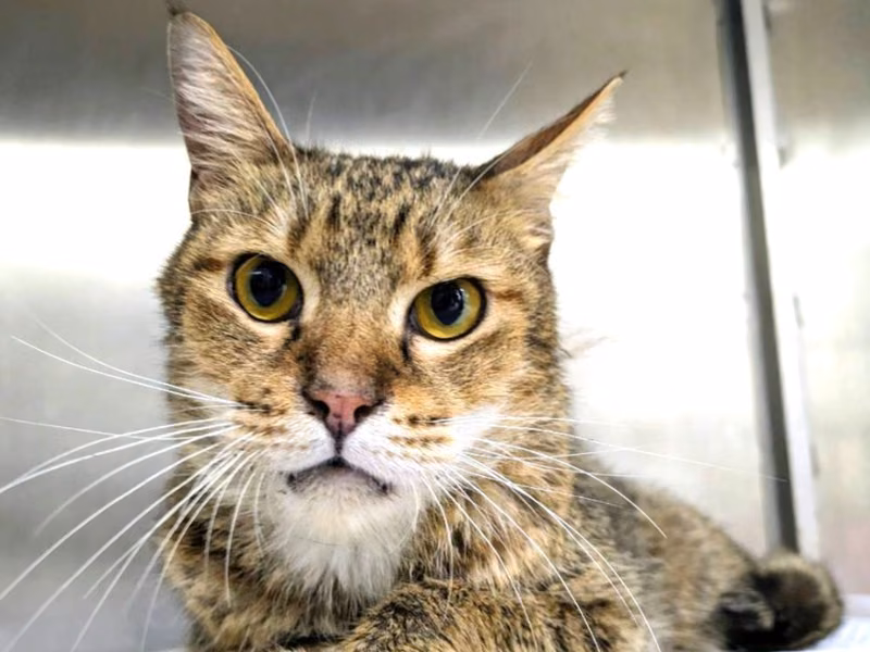 Tabby adult female mixed-breed cat, Medium, shelter no. …4003