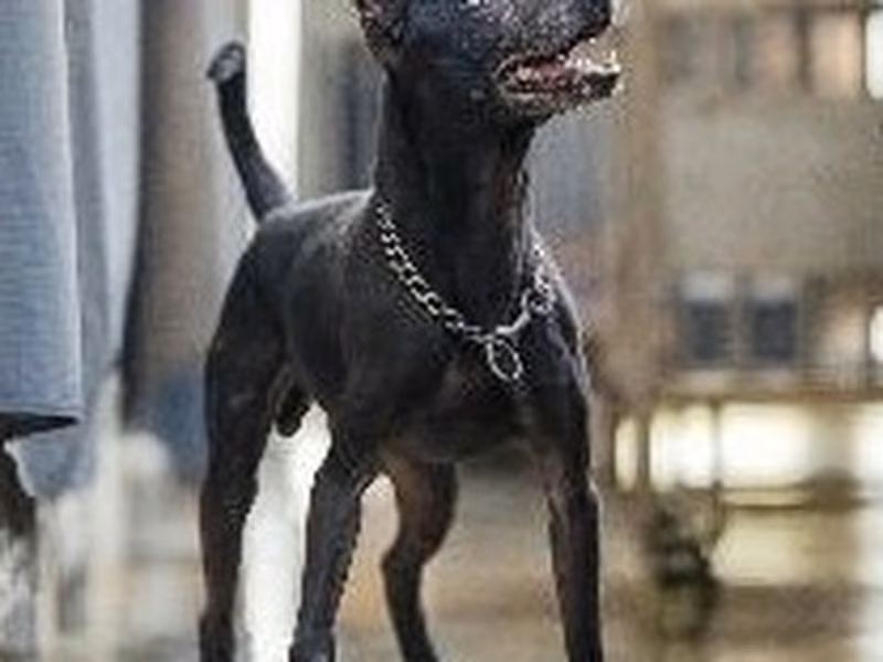 Black adult male mixed-breed dog, Medium, shelter no. …7001