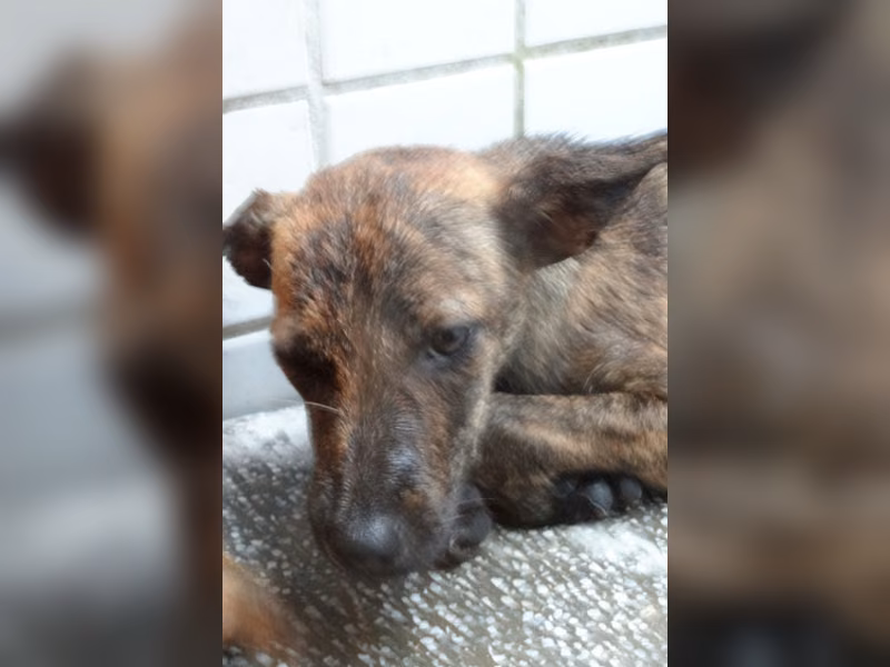 Tabby young female mixed-breed dog, Medium, shelter no. …1762
