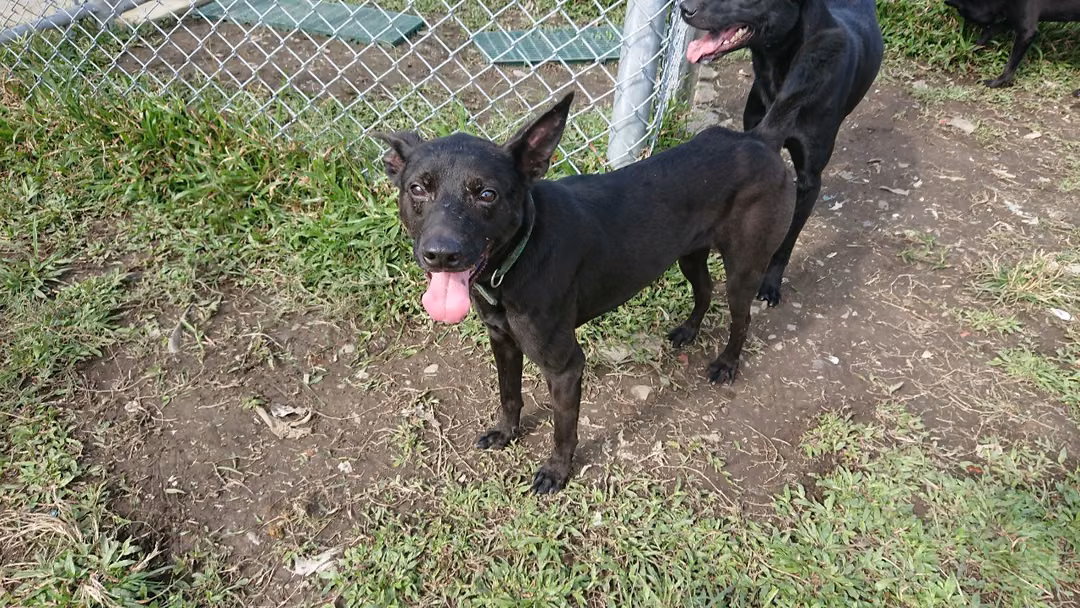 Black young male mixed-breed dog, Small, shelter no. …2402