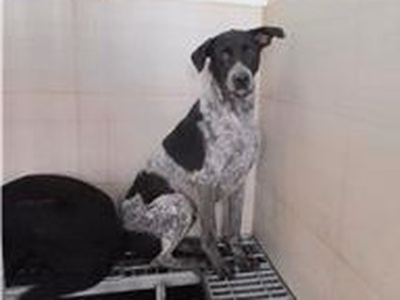 Black-and-white male mixed-breed dog, Small, shelter no. …6608