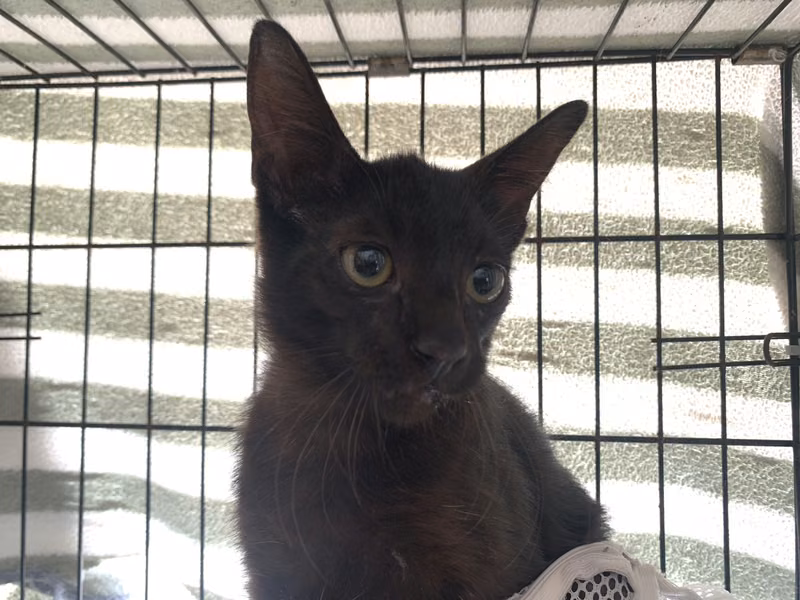Black young male mixed-breed cat, Small, shelter no. …1402