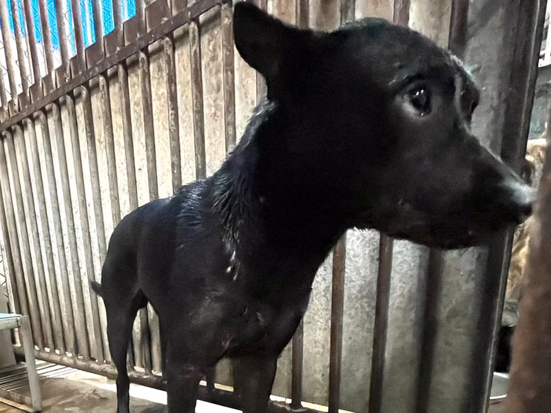 Black adult male mixed-breed dog, Medium, shelter no. …1002