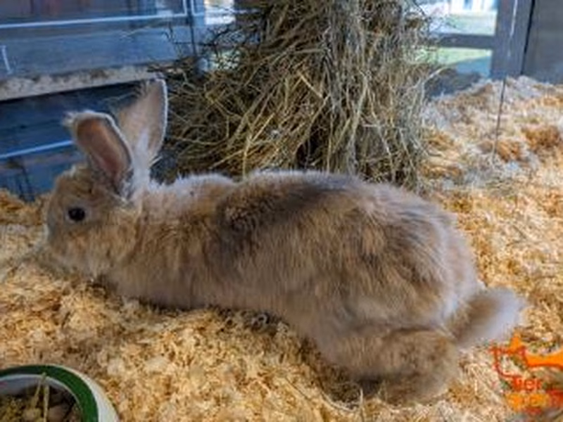 Brown-and-white young male Rabbit, shelter no. …4112
