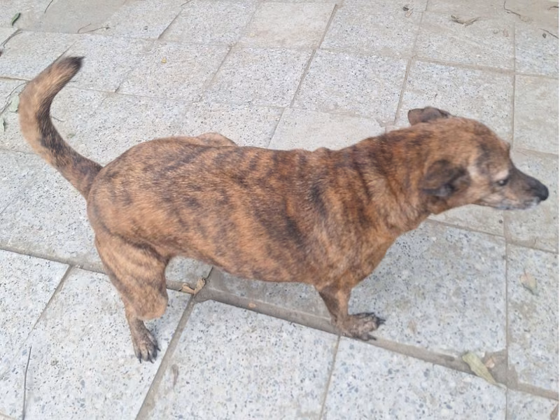 Black-and-tan adult female mixed-breed dog, Large, shelter no. …015D