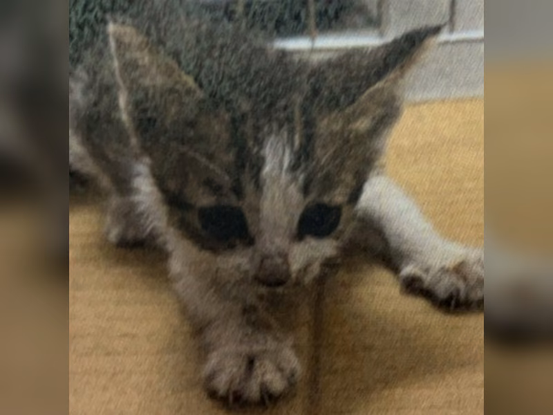 Tabby young female mixed-breed cat, Medium, shelter no. …3001