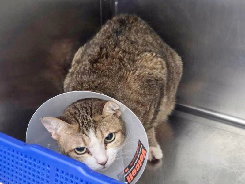 Tabby adult female mixed-breed cat, Medium, shelter no. …1702