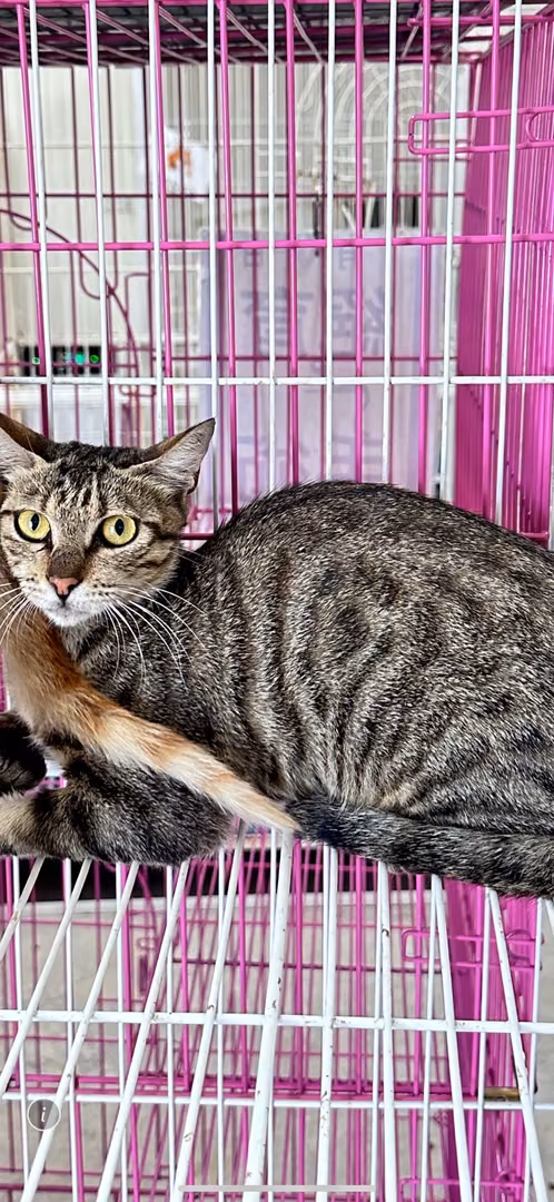 Tabby adult female mixed-breed cat, Large, shelter no. …9005