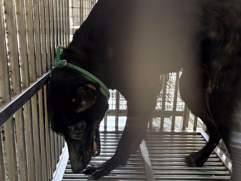 Black adult female mixed-breed dog, Medium, shelter no. …04-E