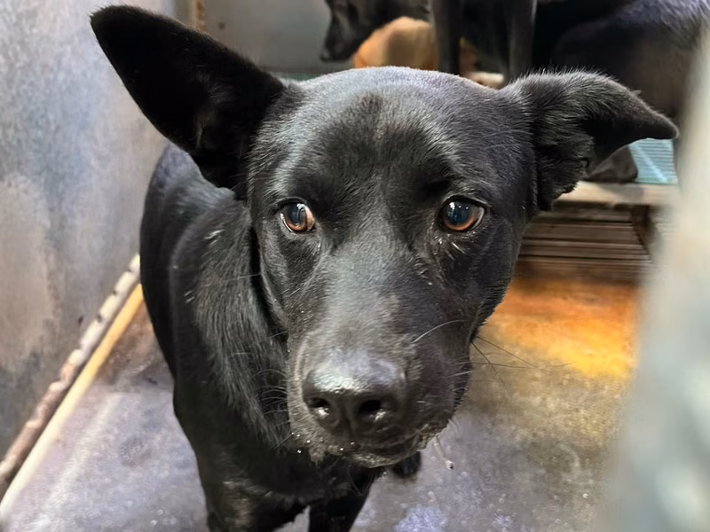 Black adult male mixed-breed dog, Medium, shelter no. …9017