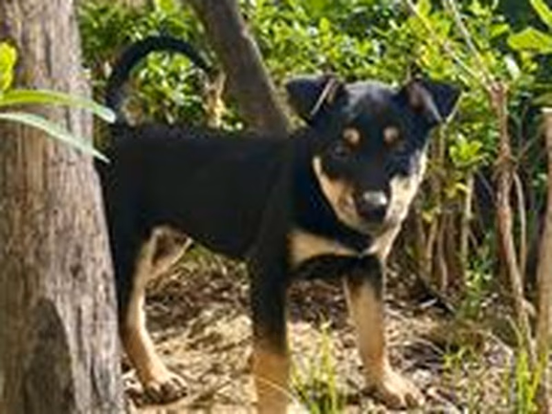 Black-and-tan adult male mixed-breed dog, Small, shelter no. …5007