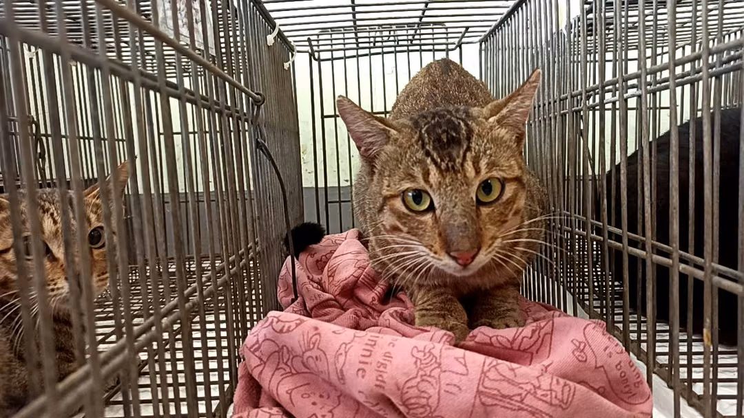 Adult male mixed-breed cat, Small, shelter no. …0C01