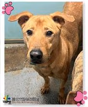 Tan adult male mixed-breed dog, Medium, shelter no. …1805