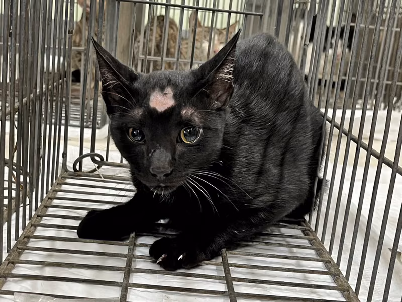 Black adult male mixed-breed cat, Small, shelter no. …2C03