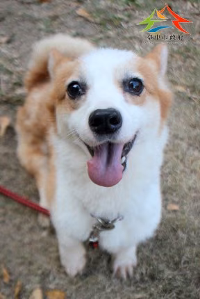 Tan-and-white adult female Welsh Corgi, Medium, shelter no. …0011