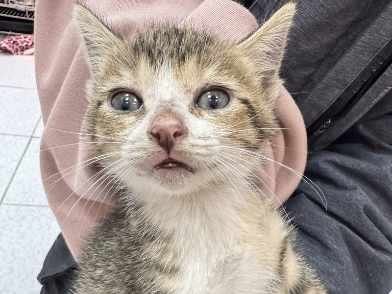 Tabby-and-white young female mixed-breed cat, Small, shelter no. …1005