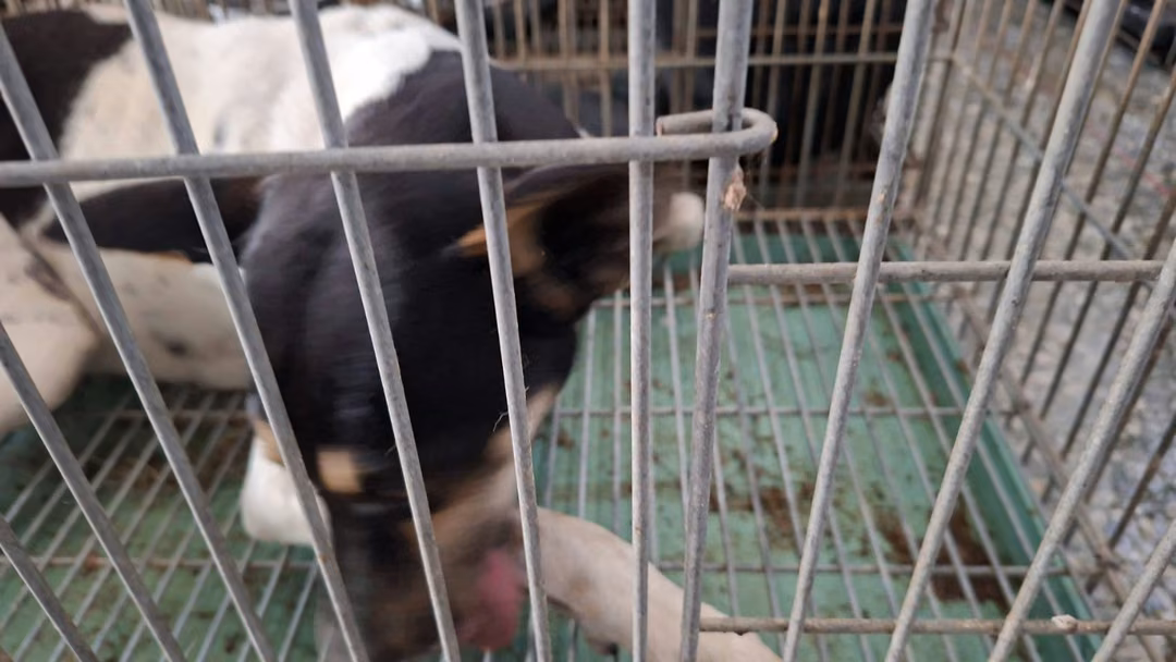 Black-and-white adult female mixed-breed dog, Medium, shelter no. …7-11
