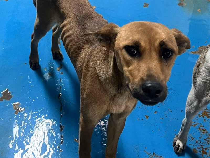 Brown adult female mixed-breed dog, Large, shelter no. …9008