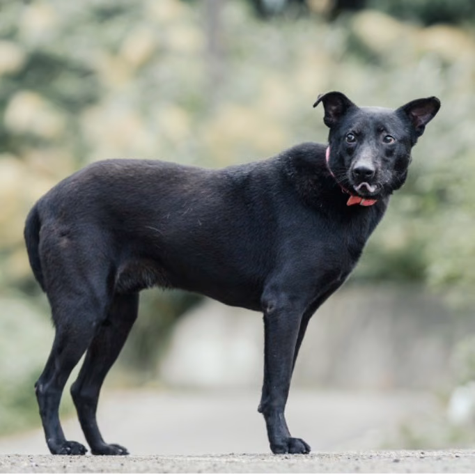 黑色成年公混種犬,小型, 收容編號 …0510