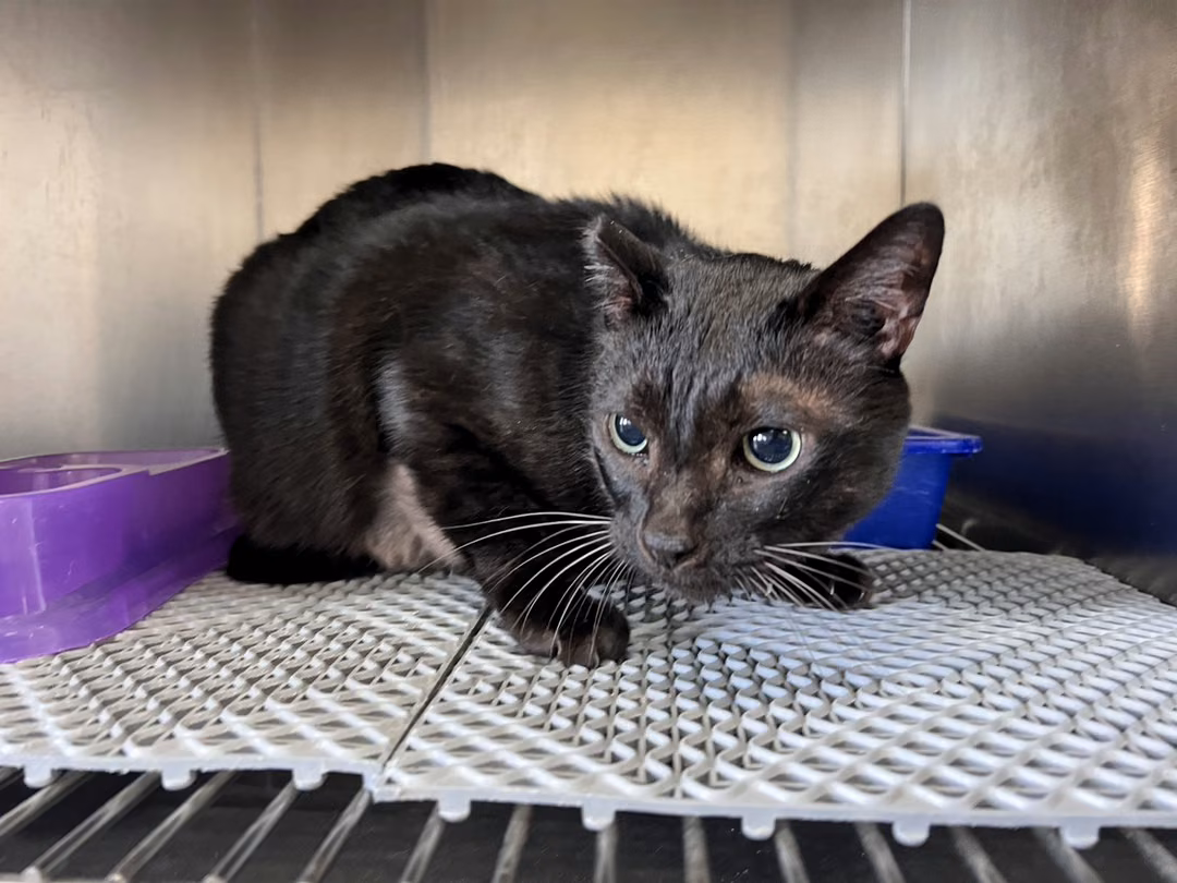 Black adult male mixed-breed cat, Large, shelter no. …4001