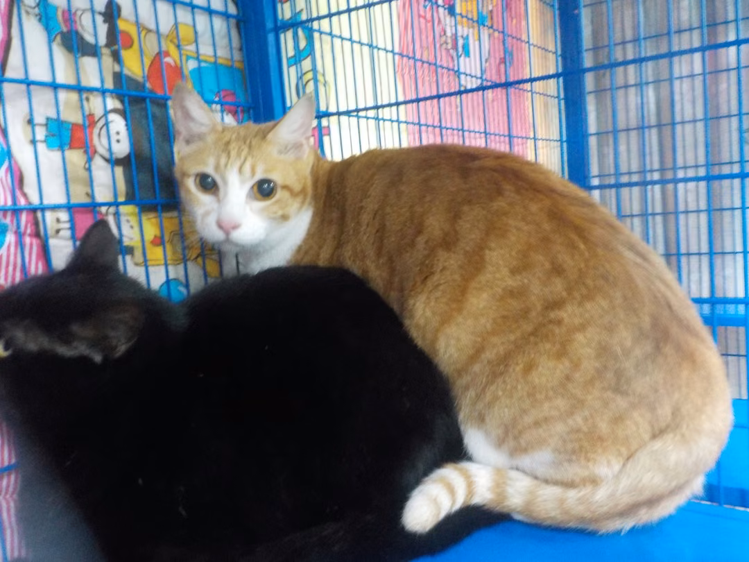Orange-and-white adult female mixed-breed cat, Small, shelter no. …25C5