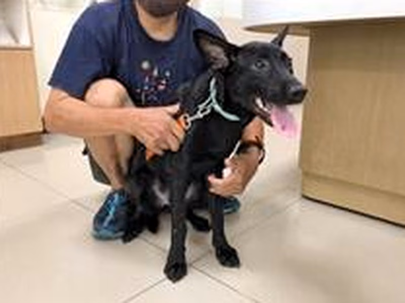 Black young male mixed-breed dog, Medium, shelter no. …2101