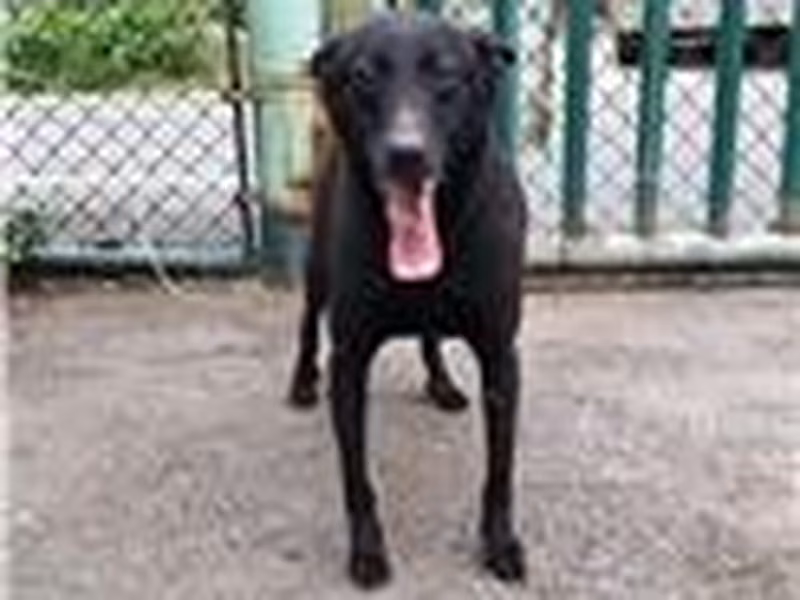 Black adult male mixed-breed dog, Medium, shelter no. …2302