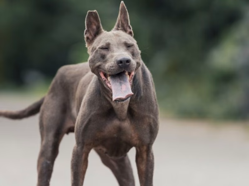 Black adult female Thai Ridgeback, Large, shelter no. …3001