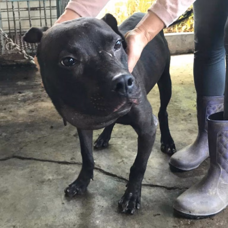 Black adult male American Pit Bull Terrier, Large, shelter no. …034D