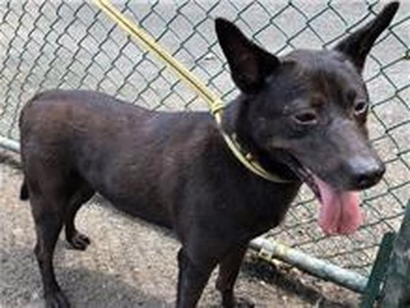 Black young male mixed-breed dog, Medium, shelter no. …0503