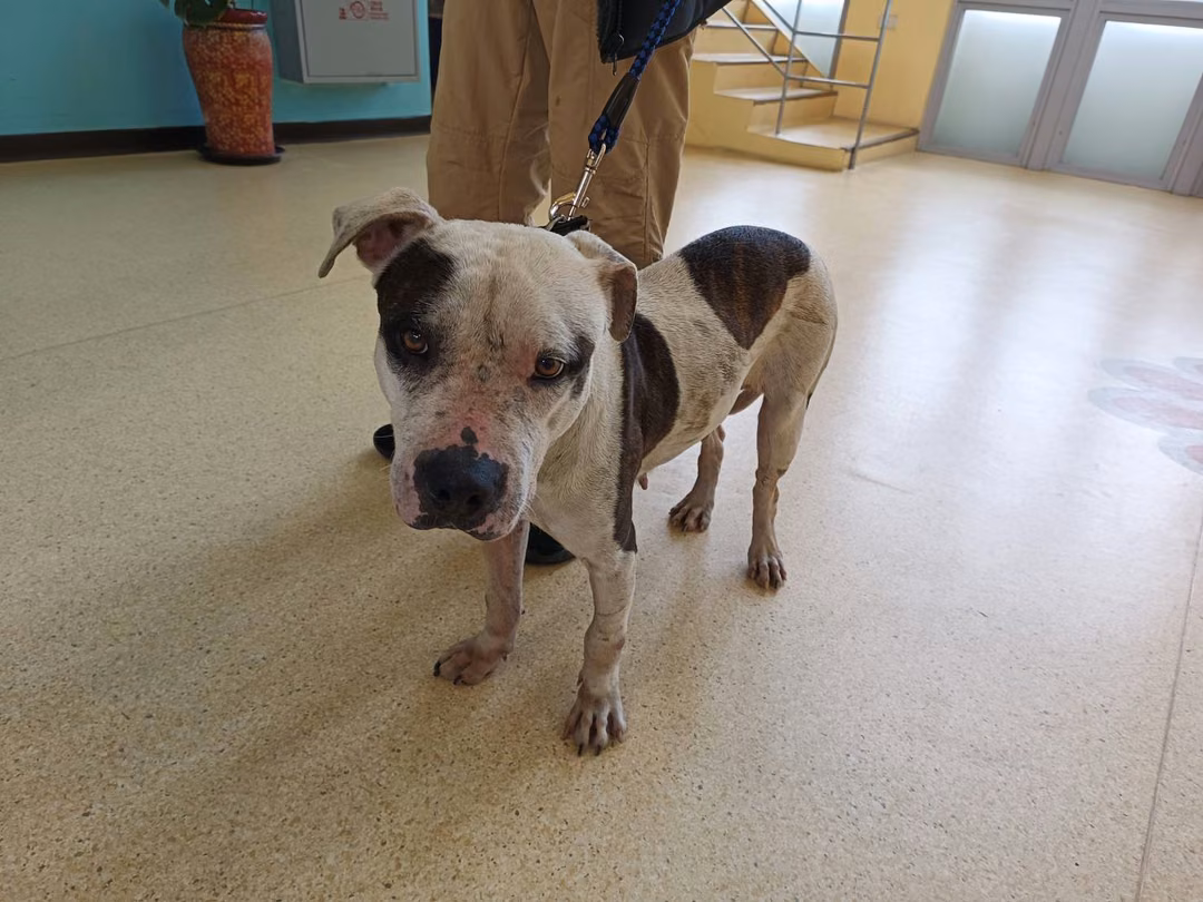 Black-and-white adult female American Pit Bull Terrier, Medium, shelter no. …4001