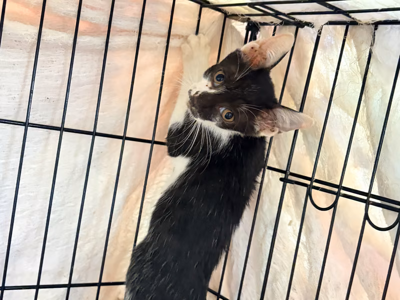 Black young mixed-breed cat, Small, shelter no. …0002