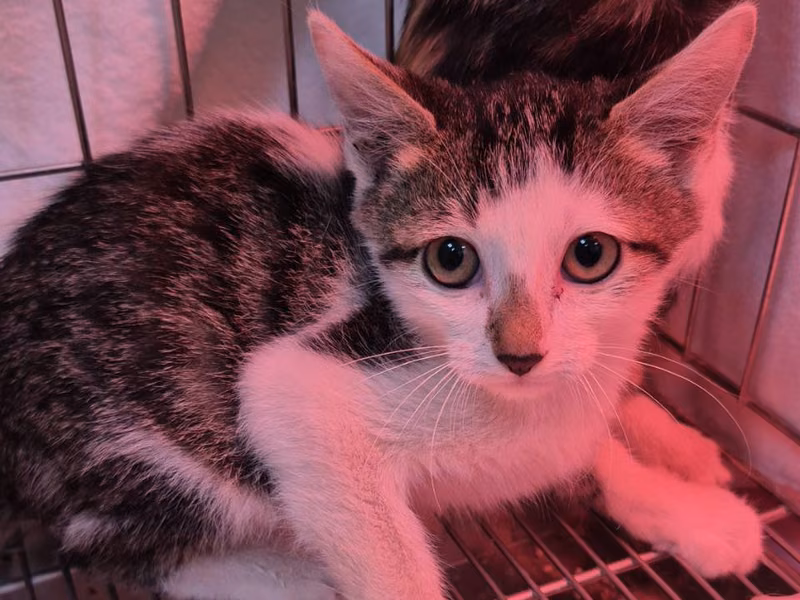 Tabby-and-white young female mixed-breed cat, Small, shelter no. …3002