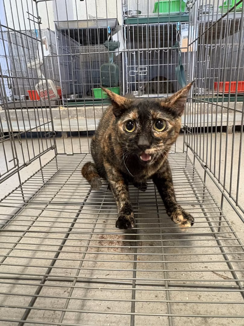 Black-and-orange adult female mixed-breed cat, Medium, shelter no. …4004
