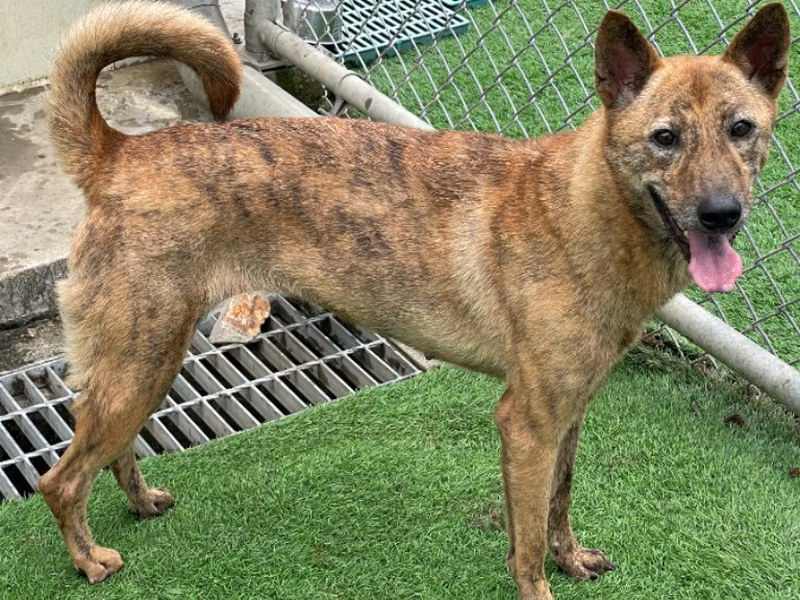 Tan tabby adult female mixed-breed dog, Medium, shelter no. …2704