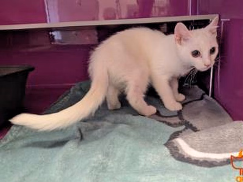 White young female European Shorthair, shelter no. …4021