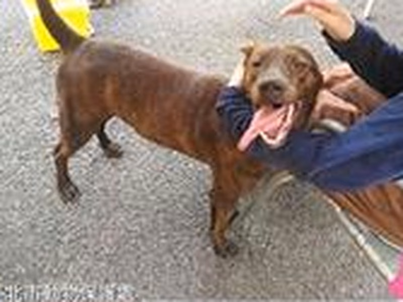 Tabby adult male mixed-breed dog, Medium, shelter no. …0711