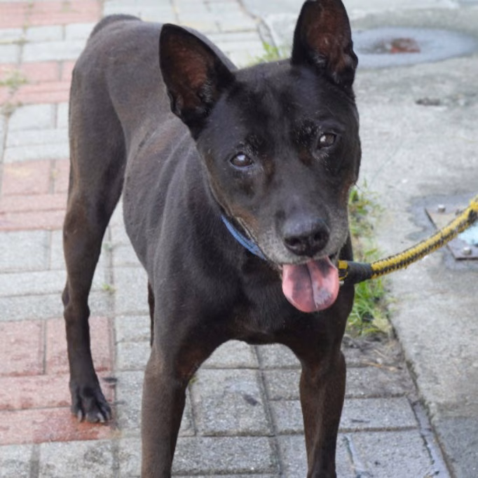 Black adult male mixed-breed dog, Medium, shelter no. …6-06