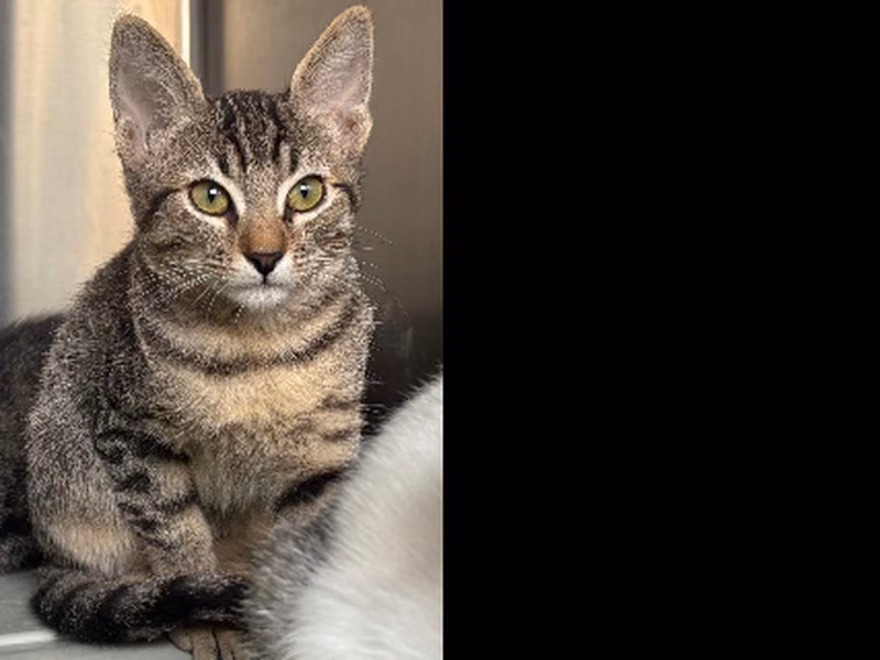 Edurmichi, Baby · Female · European Shorthair
