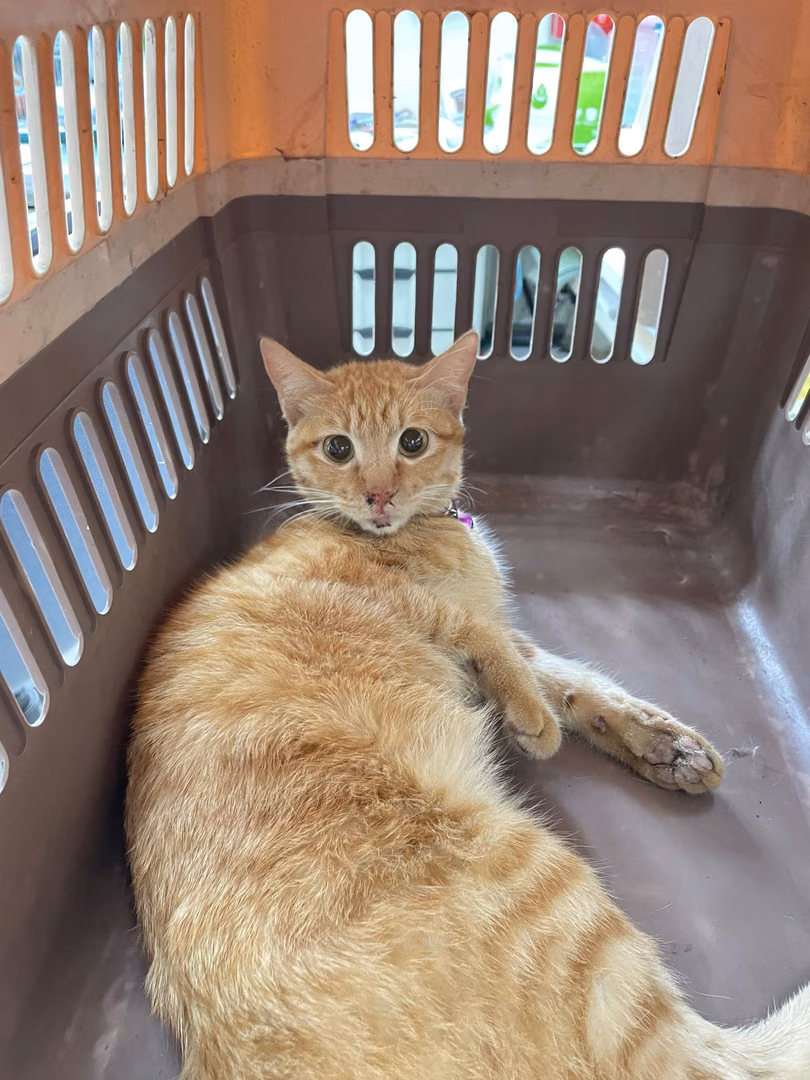 Orange tabby adult female mixed-breed cat, Small, shelter no. …0003