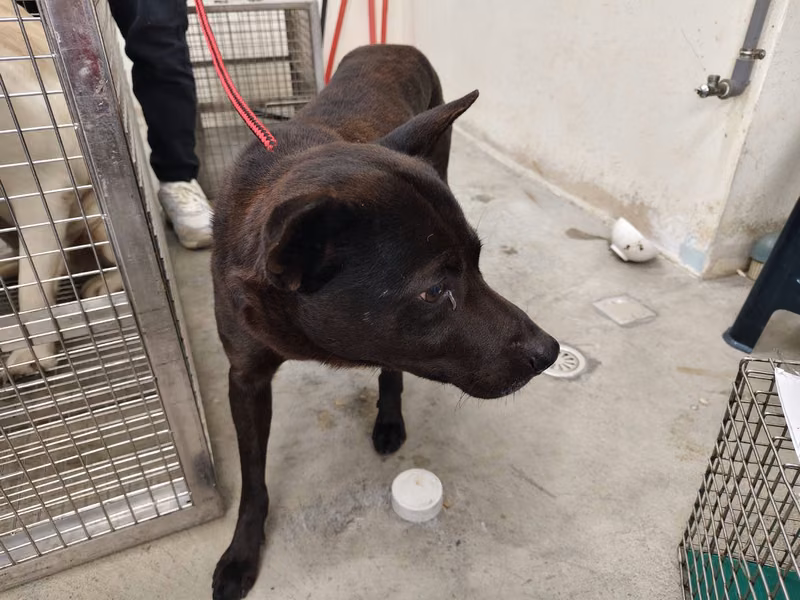 Black adult male mixed-breed dog, Medium, shelter no. …0303