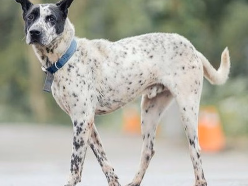 Black-and-white adult male mixed-breed dog, Medium, shelter no. …3003