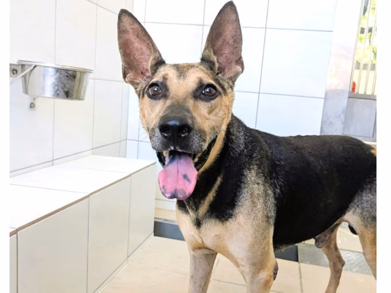 Black-and-tan adult male mixed-breed dog, Medium, shelter no. …2028