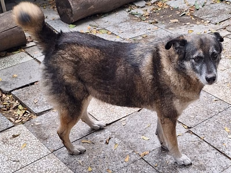 Black-and-brown adult male mixed-breed dog, Large, shelter no. …041D